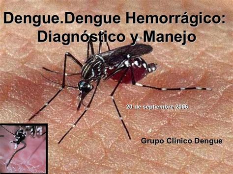 dengue hemorragico - pernilongo da dengue